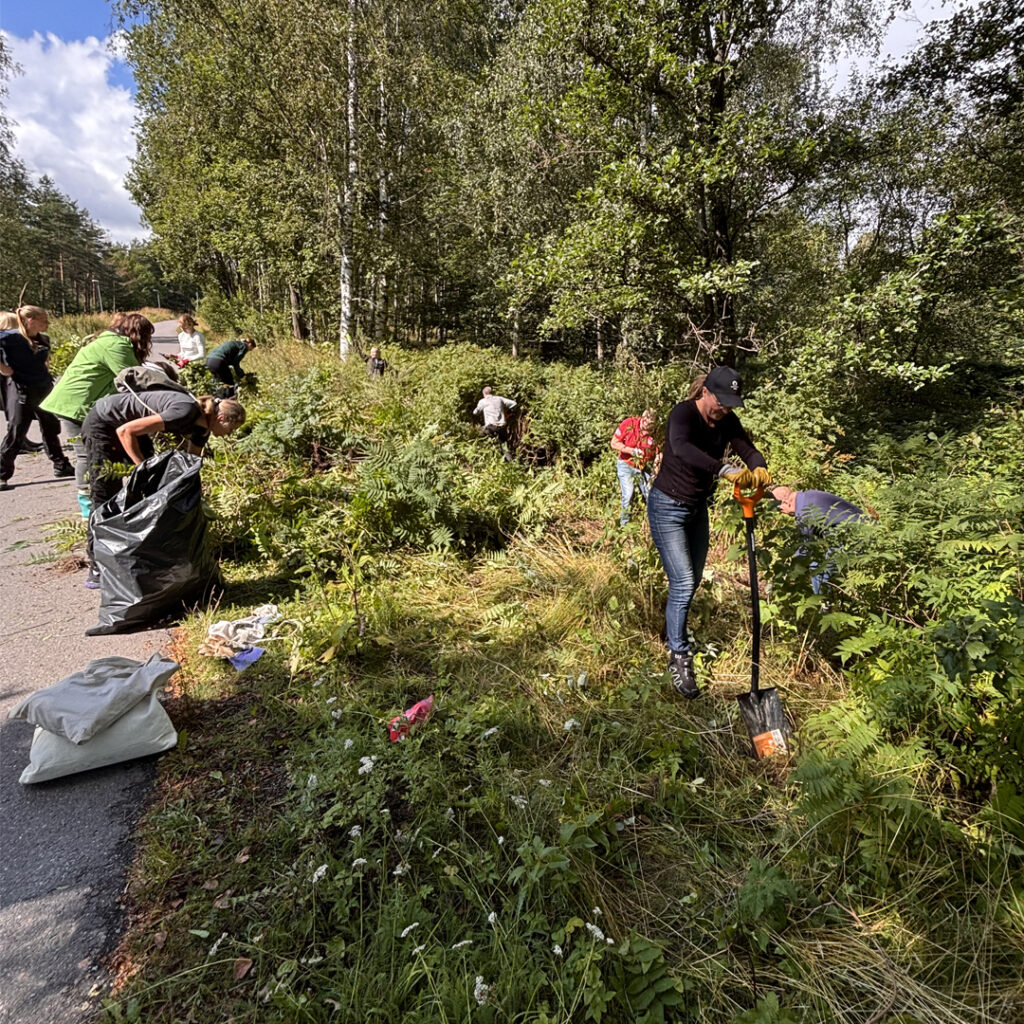 Biocodex Finland työntekijät CSR-projektin parissa vieraslajitalkoissa